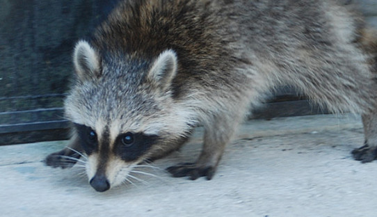 Raccoon Removal in Chesterton