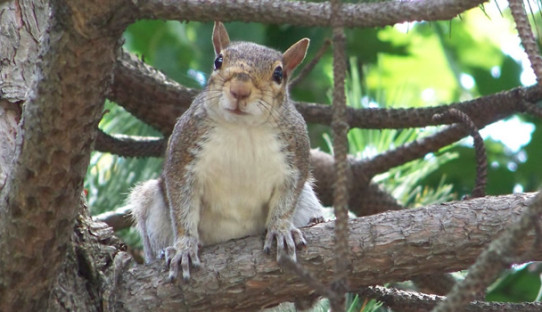 Squirrel Removal in Chesterton